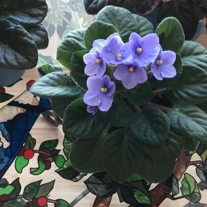 Meet your Posher, Line